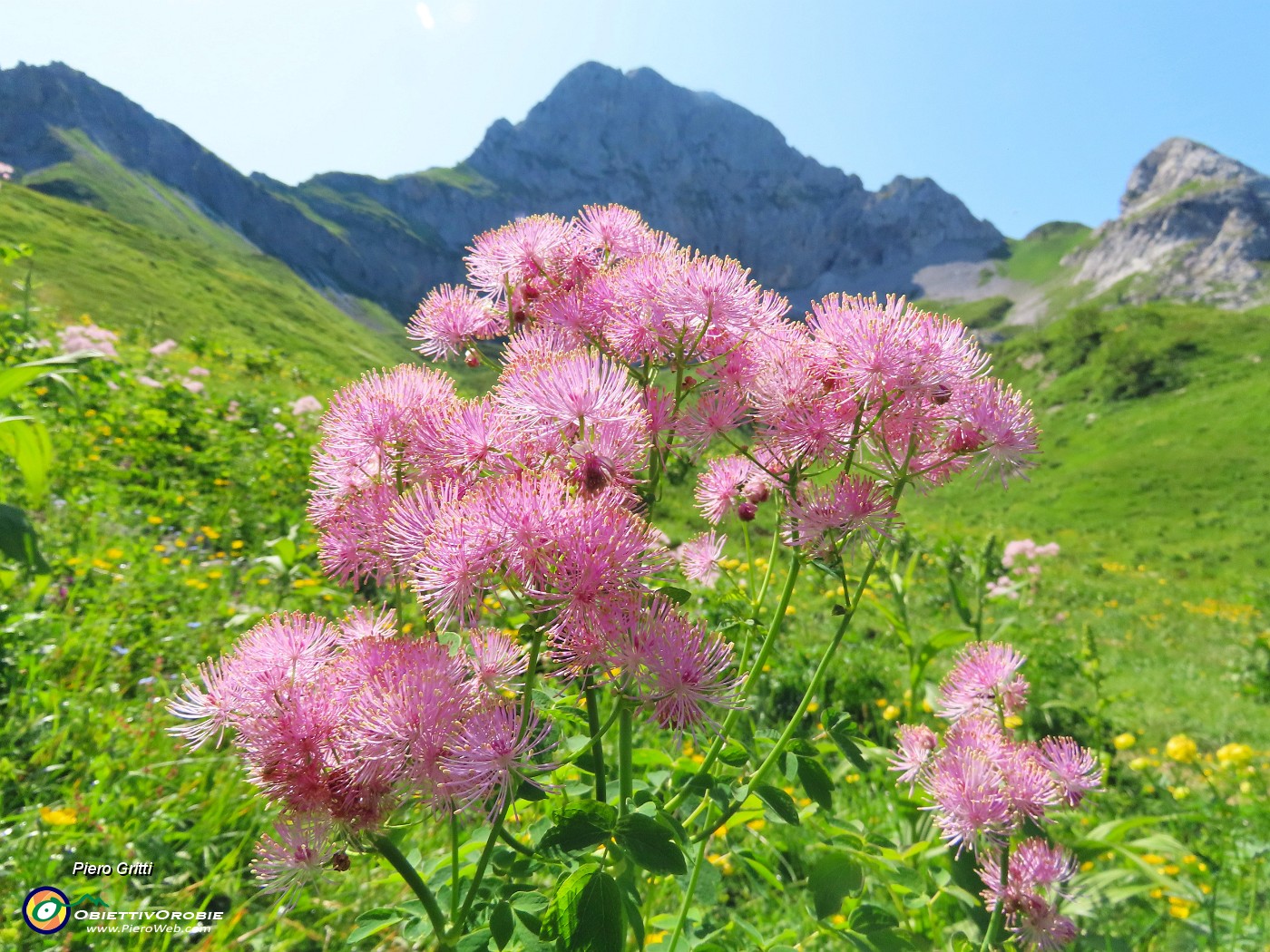 32 Thalictrum aquilegifolium (Pigamo colombino) nei pratoni fioriti.JPG
